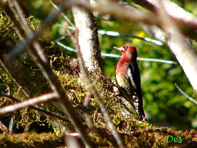 017102_red-breasted_sapsucker.jpg