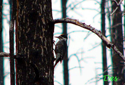 017104_black-backed_woodpecker.jpg