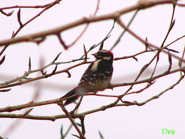 017104_downy_woodpecker.jpg