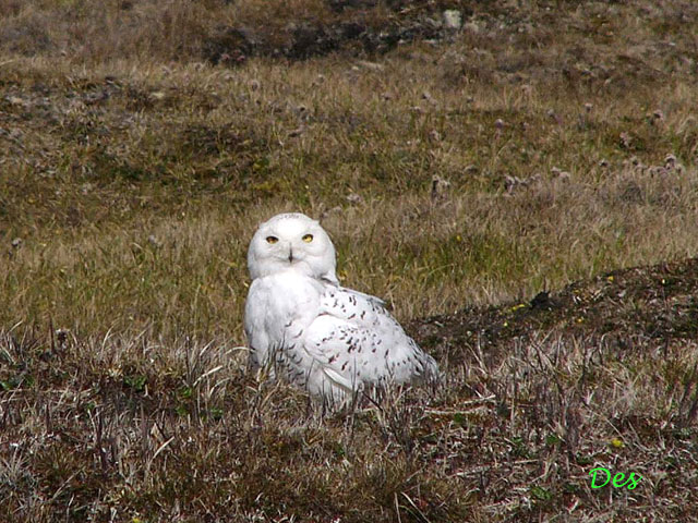 050005_snowy_owl.jpg