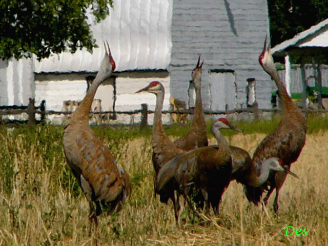 062000_sandhill_crane.jpg