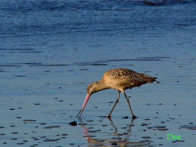 073101_marbled_godwit.jpg