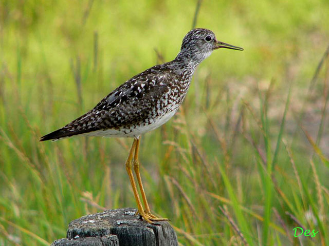 073104_lesser_yellowlegs.jpg