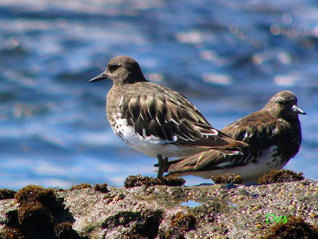 073106_black_turnstone.jpg