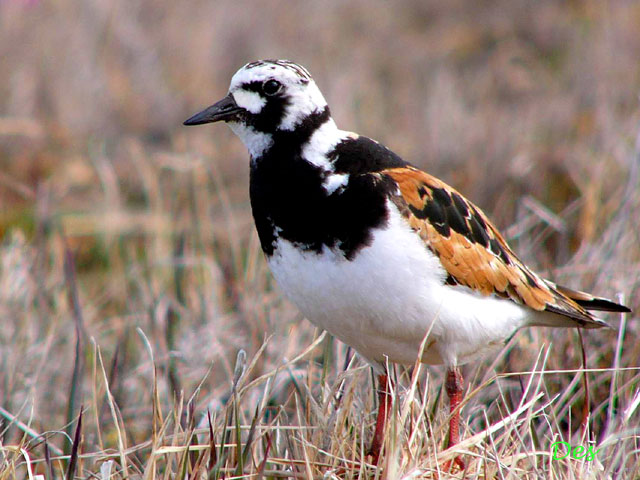 073106_ruddy_turnstone.jpg