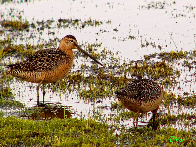 073107_long-billed_dowitcher.jpg