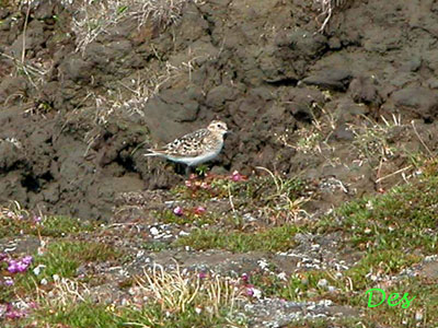 073109_bairds_sandpiper.jpg