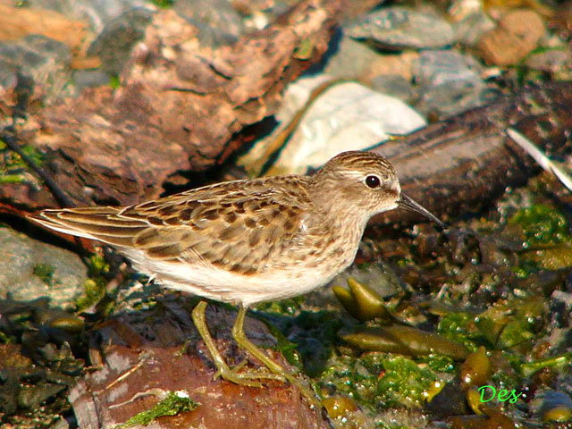 073109_least_sandpiper.jpg