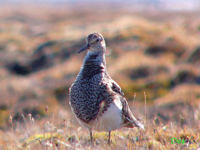 073109_pectoral_sandpiper.jpg