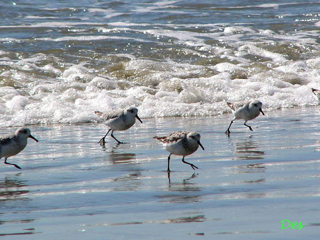 073109_sanderling.jpg