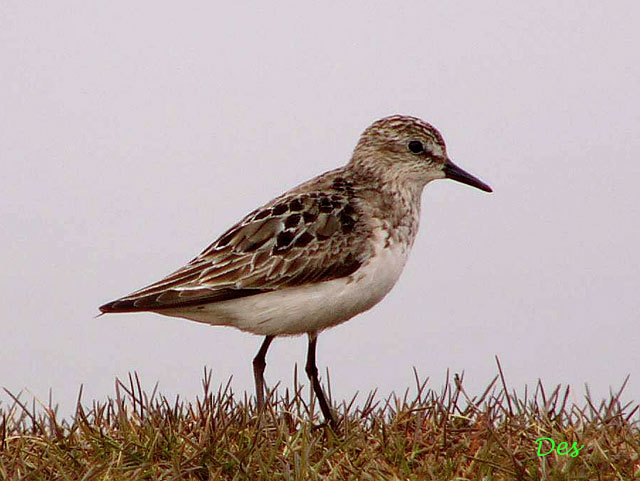 073109_semipalmated_sandpiper.jpg