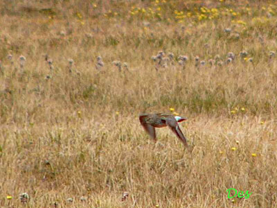 073109_white-rumped_sandpiper.jpg