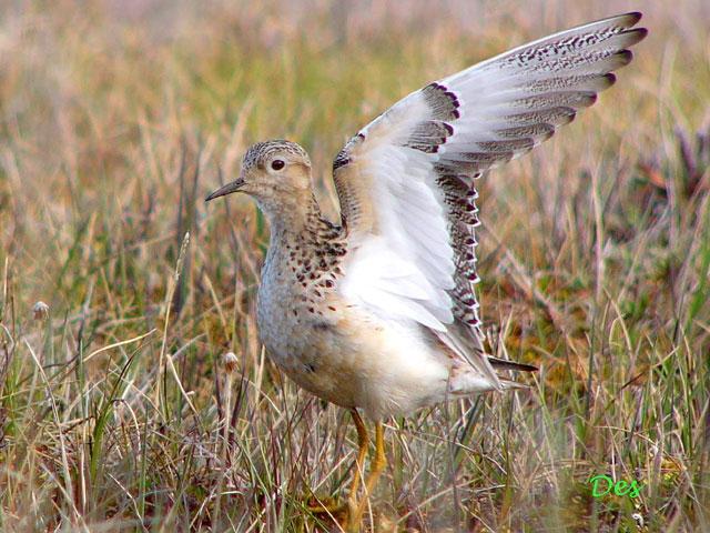 073110_buff-breasted_sandpiper.jpg