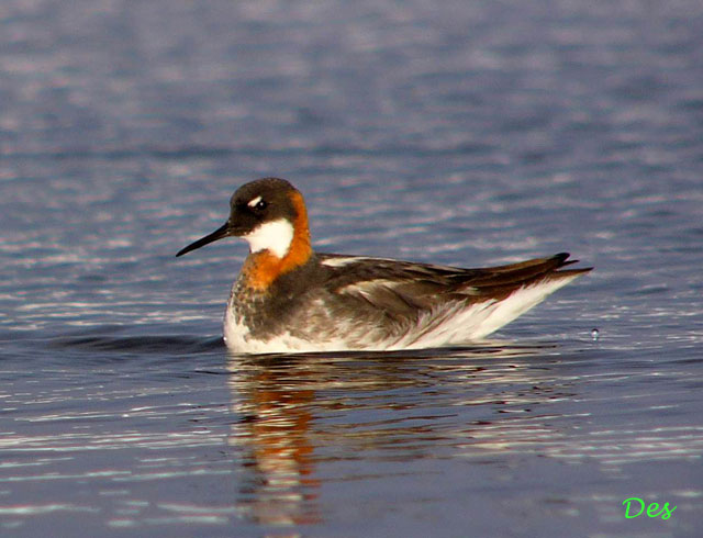 073115_red-necked_phalarope.jpg