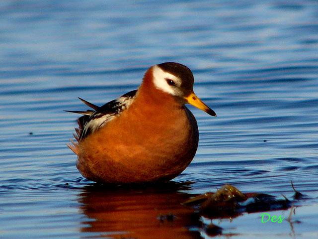 073115_red_phalarope.jpg