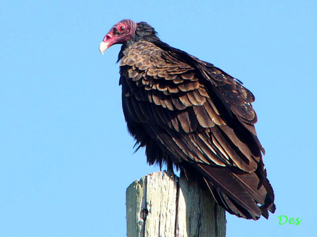095002_turkey_vulture.jpg