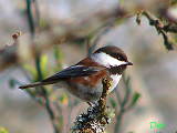 131101_cstnt-backed_chickadee_thumb.png
